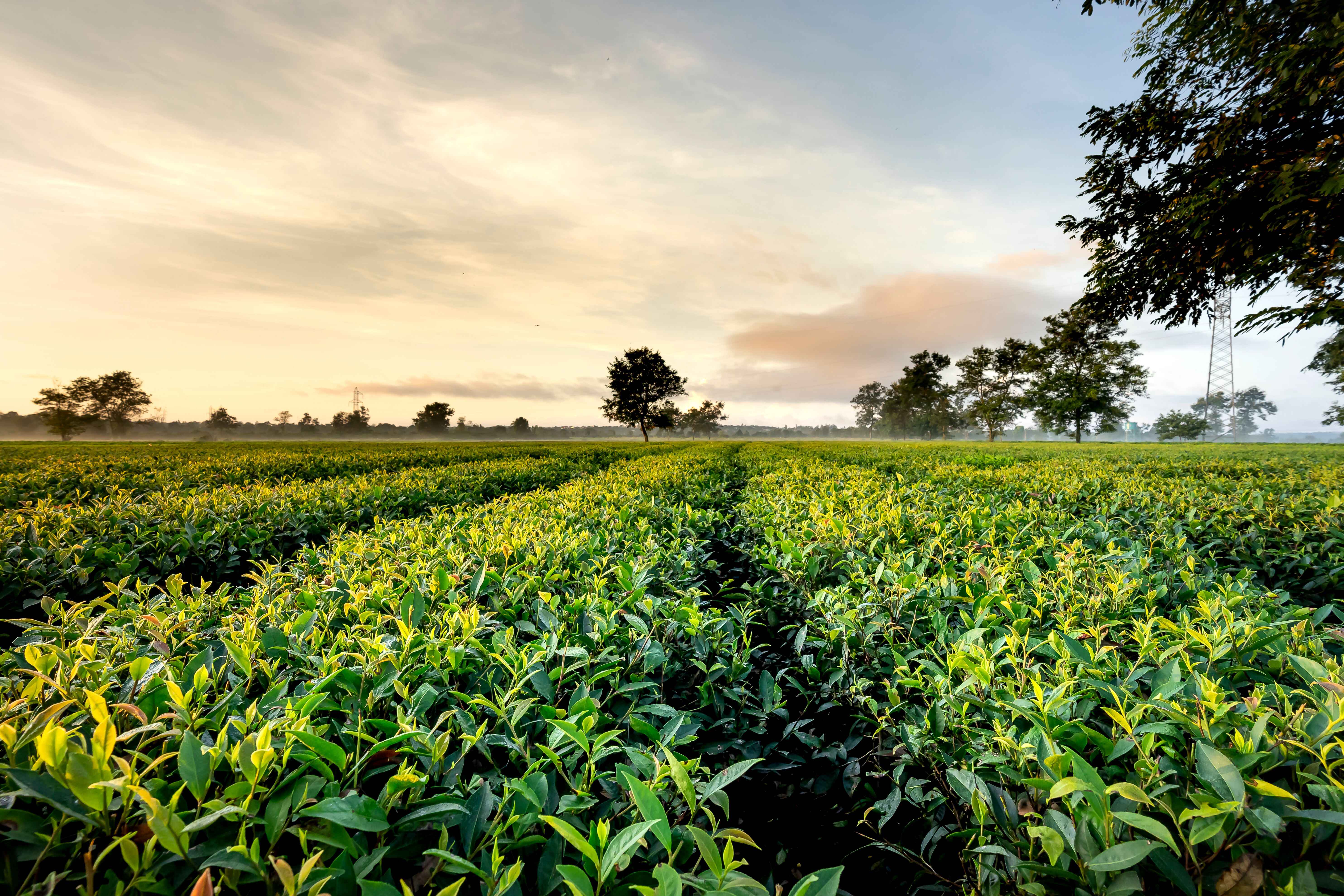Farmers working in field