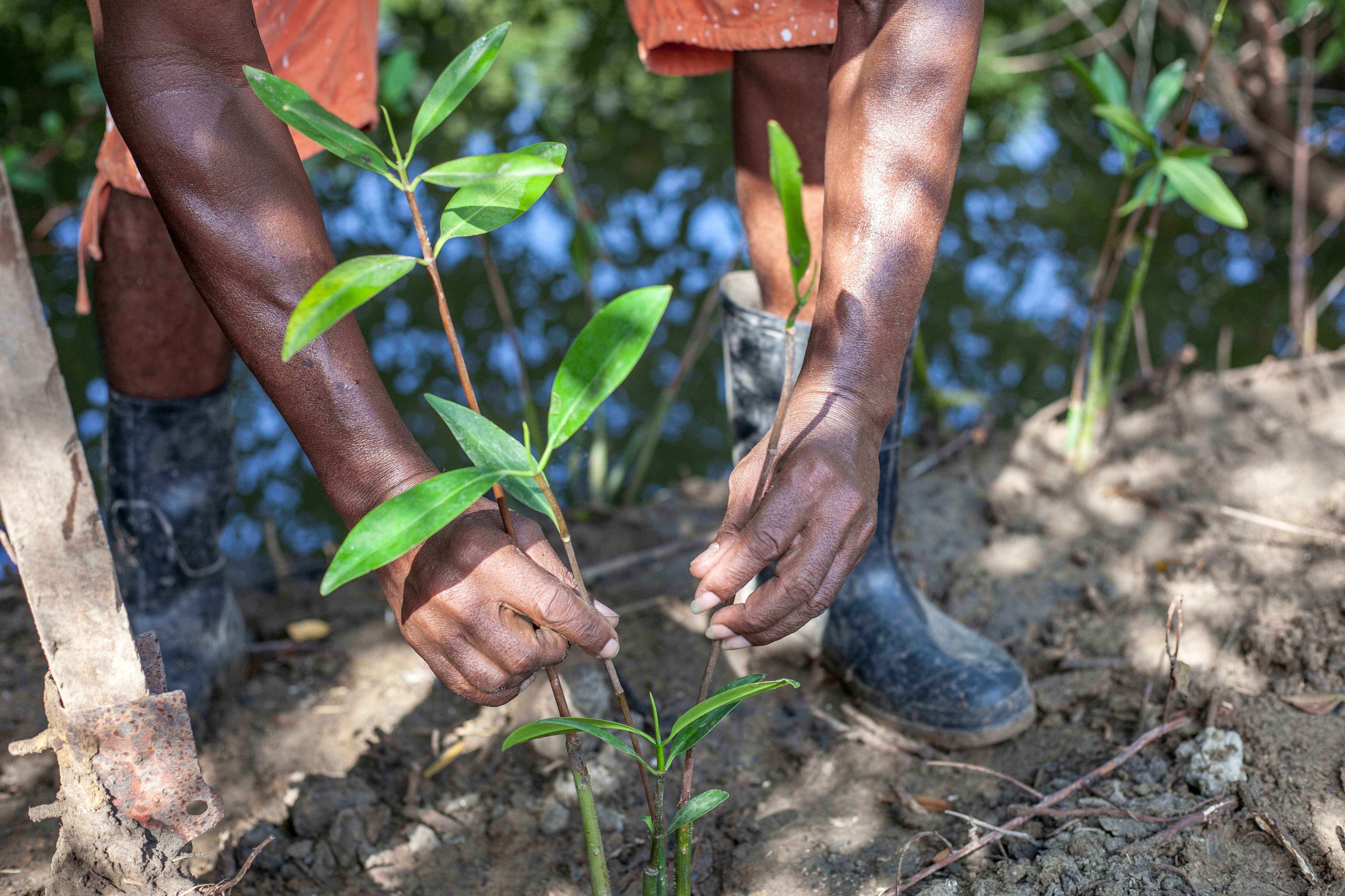 Plantain plantation