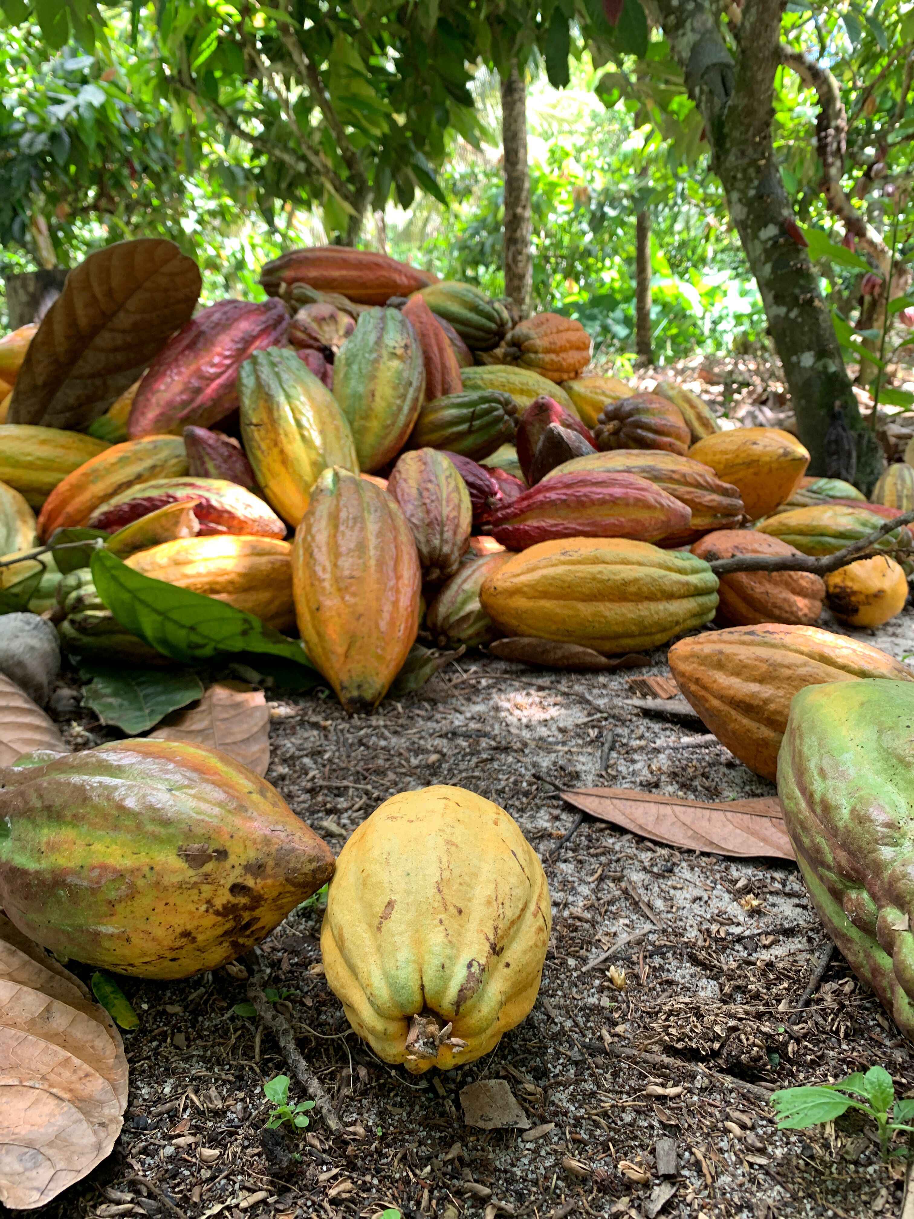 First Cocoa Yield