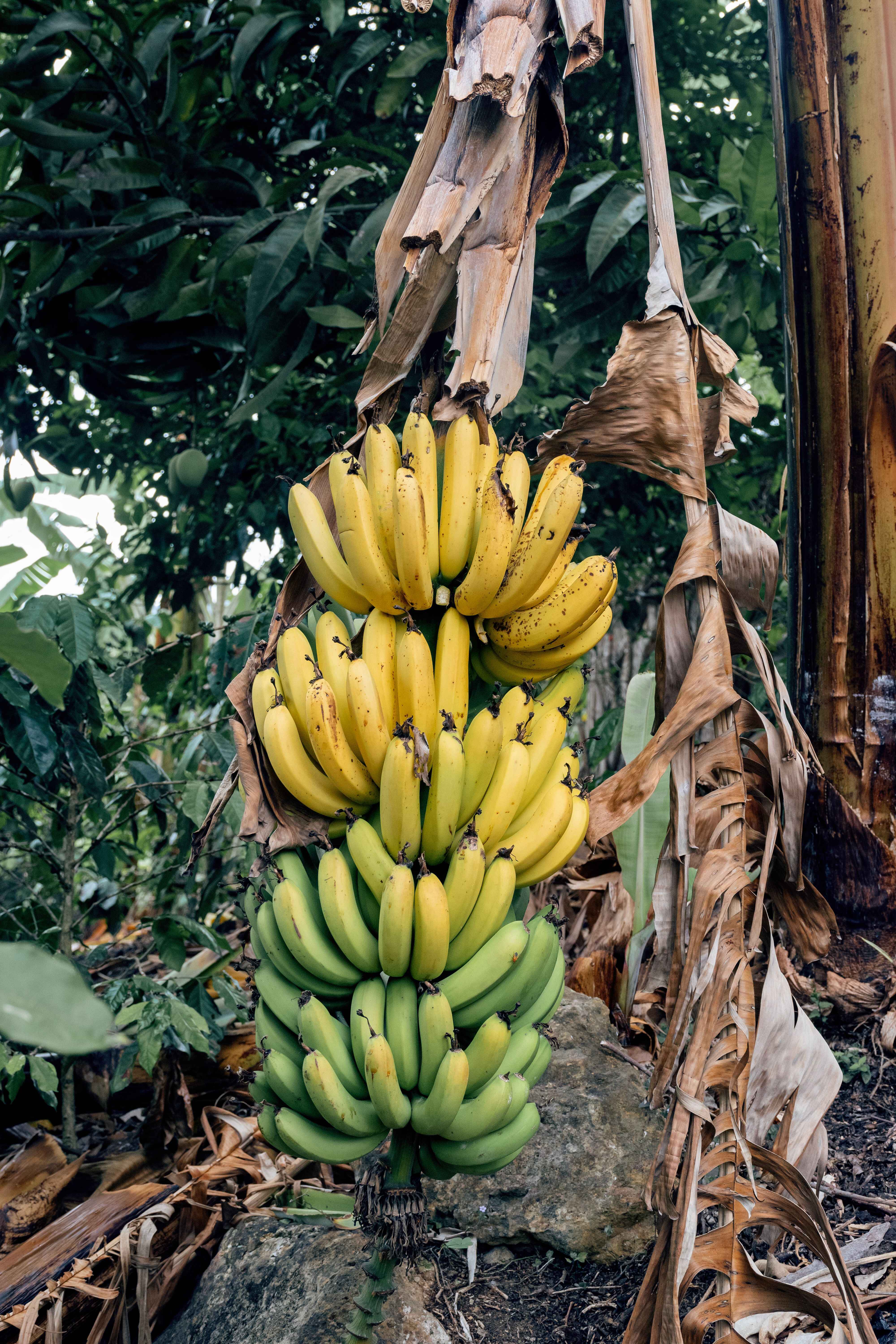 Palm & Plantain Harvest